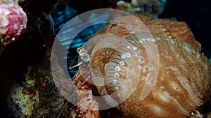 A large pink jeweled anemone hermit crab crawling.