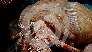 A large pink jeweled crab crawling into a cave.