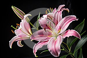 Large pink lily flower with black background in Arlington, Massachusetts photo