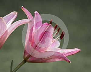 Large pink lily flower head .