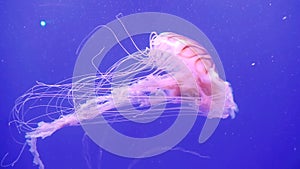 Large pink ocean jellyfish moves with its tentacles. Jellyfish on the background of the blue ocean.