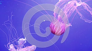 Large pink ocean jellyfish moves with its tentacles. Jellyfish on the background of the blue ocean.