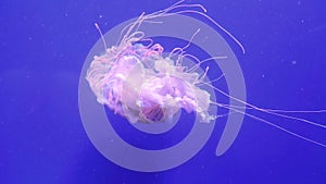 Large pink ocean jellyfish moves with its tentacles. Jellyfish on the background of the blue ocean.