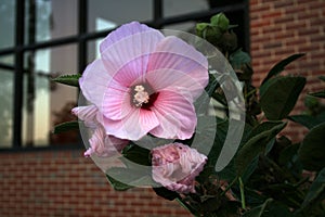 Large pink open flower with closed flowers