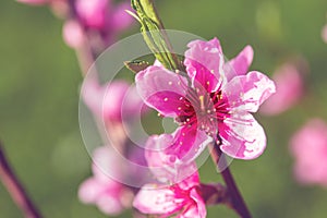 Large pink peach flower. Blooming Prunus persica tree