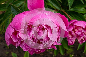 Large pink peony flower after rain in water drops close up