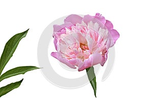 Large pink peony, a flower on a white background, green leaves, isolate