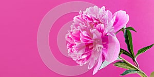 Large pink peony on a pink background.