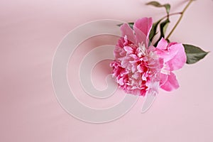 Large pink peony on a pink background. Element, light