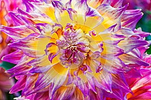 Large Pink Purple Yellow Dinnerplate Dahlia Flower