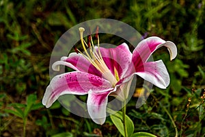 Large pink red white lily or lilium flower in the garden