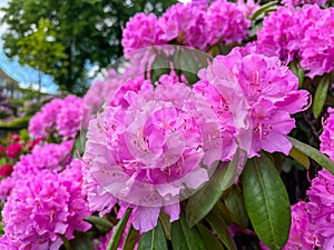 Large pink Rhododendron Flowers in a Public Park in Wuppertal, Germany in spring