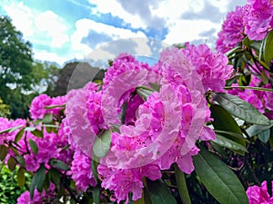 Large pink Rhododendron Flowers in a Public Park in Wuppertal, Germany in spring