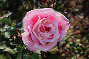 Large pink rose with thick petals covered with morning dew with dark green leaves in background