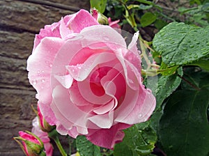 large pink roses in bloom and budding covered in raindrops climbing up a stone wall in a garden