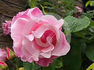Large pink roses in bloom and budding covered in raindrops climbing up a stone wall in a garden