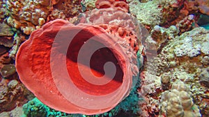 Large pink sponge on a colorful coral reef in the Red Sea