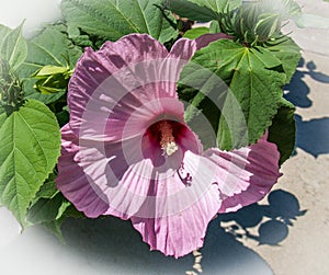 Pink Hibiscus Bloom Malvaceae