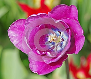 Large pink Tulip