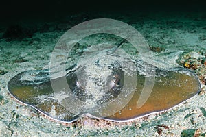 Large Pink Whipray on a sandy seabed on a dark reef