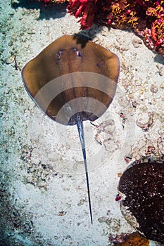 Large Pink Whipray on a sandy seabed on a dark reef