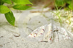 Large shell on white tropical sand beach background