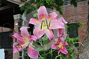 Large pink and yellow lily flowers, Empoli Orienpet hybrid