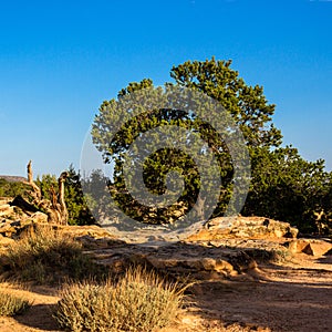 Large Pinyon Pine grows on a wide stone shelf at the edge of Cold Shivers Point in Colorado National Monument