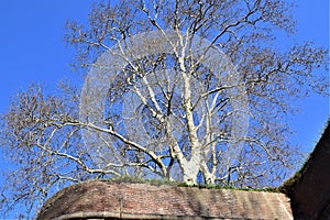 Large plane tree with bare branches, on the 16th and 17th century bastion, silhouetted against the blue sky.