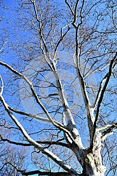 A large plane tree extends its bare branches towards the blue sky in a park in Padua.