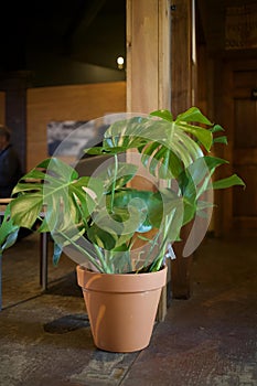 a large plant on the floor of an indoor restaurant with people around
