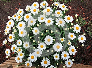 Large plant of Shasta Daisies from above