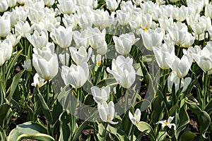 Large plantation of blooming white tulips growing in the ground