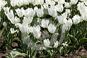 Large plantation of blooming white tulips growing in the ground