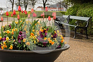 A large planting of tulips and other flowers sits in front of a Copenhagen Bench in Denmark.