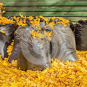 Large plastic bags with collected autumn leaves, street cleaning in leaf fall
