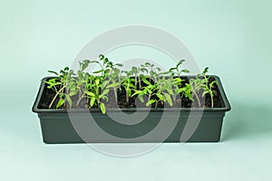 A large plastic box with tomato seedlings on a blue background. Minimal concept