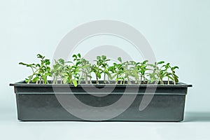 A large plastic box with tomato seedlings on a blue background. Minimal concept