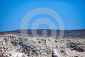 Large plenty of birds on a rock on Ballestas Island, Peru.