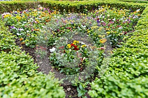 A large plot with beautiful blooming colorful flowers - pansies
