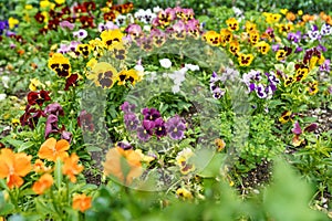 A large plot with beautiful blooming colorful flowers - pansies