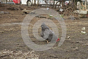 Large plymouth rock chicken eating feed from the floor of a farm