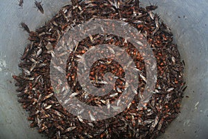 A large pod full of popular leaf cutter ants or hukuys ready to cook and being eaten