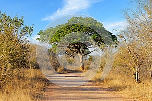 Beautiful large pod mahogany tree, Kruger National Park, South Africa photo