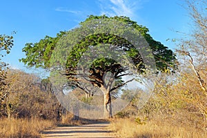 Beautiful large pod mahogany tree, Kruger National Park, South Africa photo