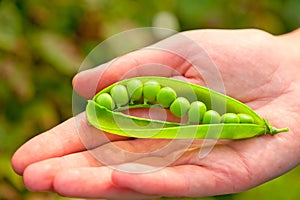 Large pod of peas on female palm