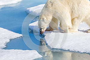 Large polar bear, about 1200 pounds, stops for a drink of melted snow