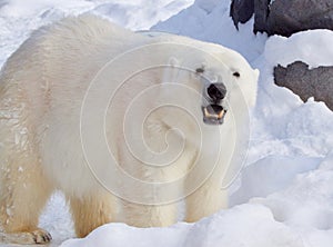 Large Polar Bear in Asahiyama zoo, Hokkaido, Japan, during winter time.