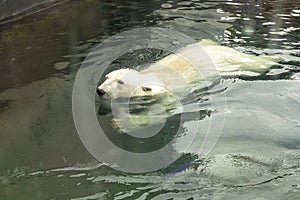 Large polar bear enjoying a swim at the zoo