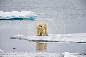 Large polar bear stands on ice floe near the Arctic Circle